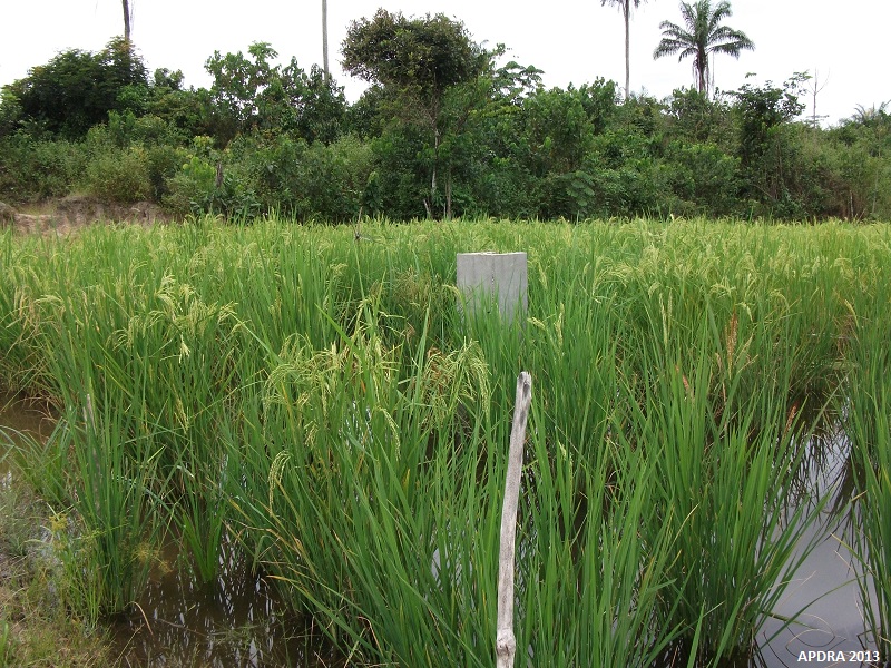 Culture de riz dans un étang